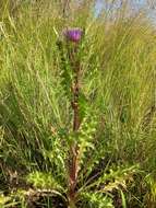 Imagem de Cirsium esculentum (Siev.) C. A. Mey.