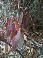 Image of sheep laurel