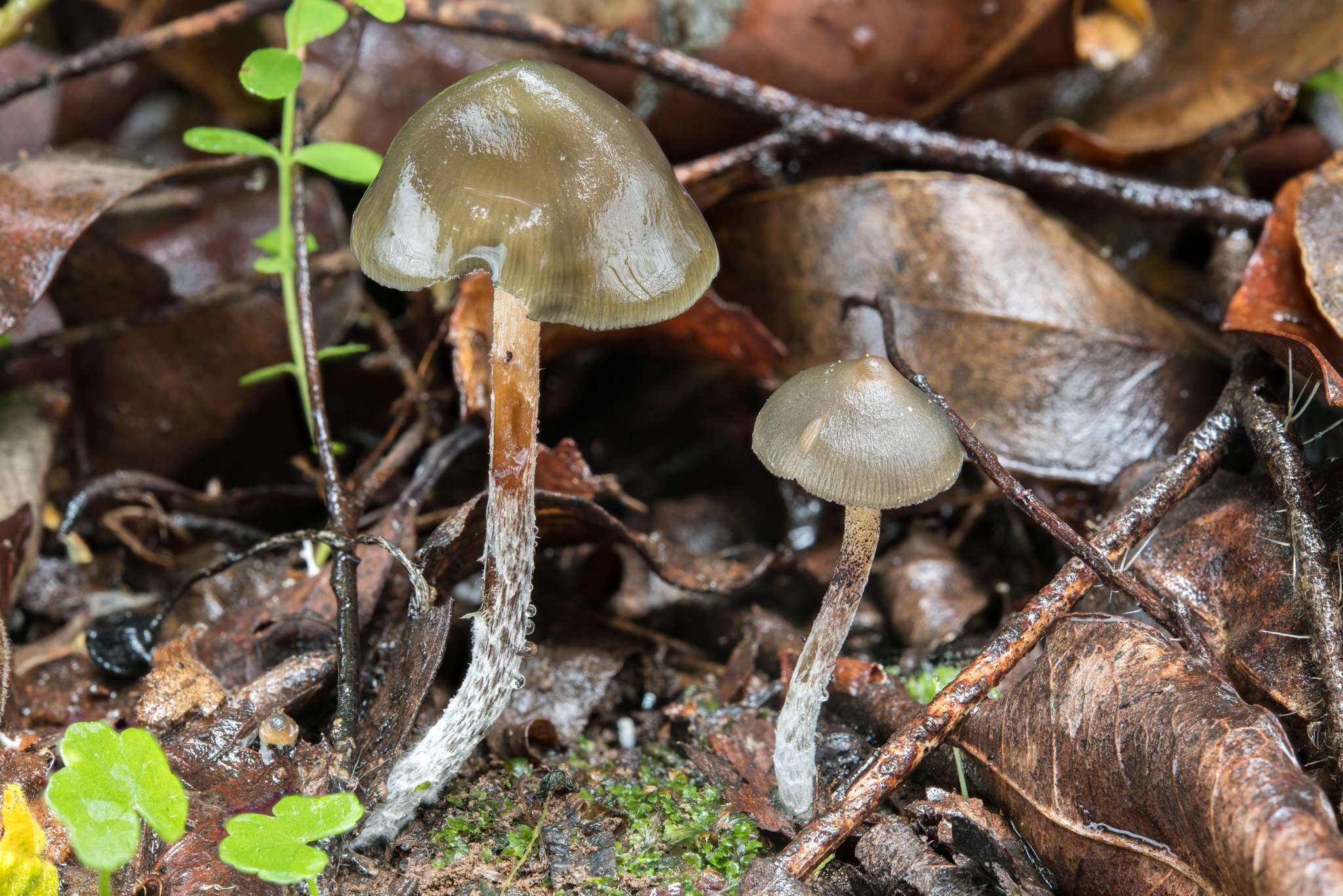 Image de Psilocybe papuana Guzmán & E. Horak 1979