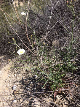 Image of cliff desertdandelion