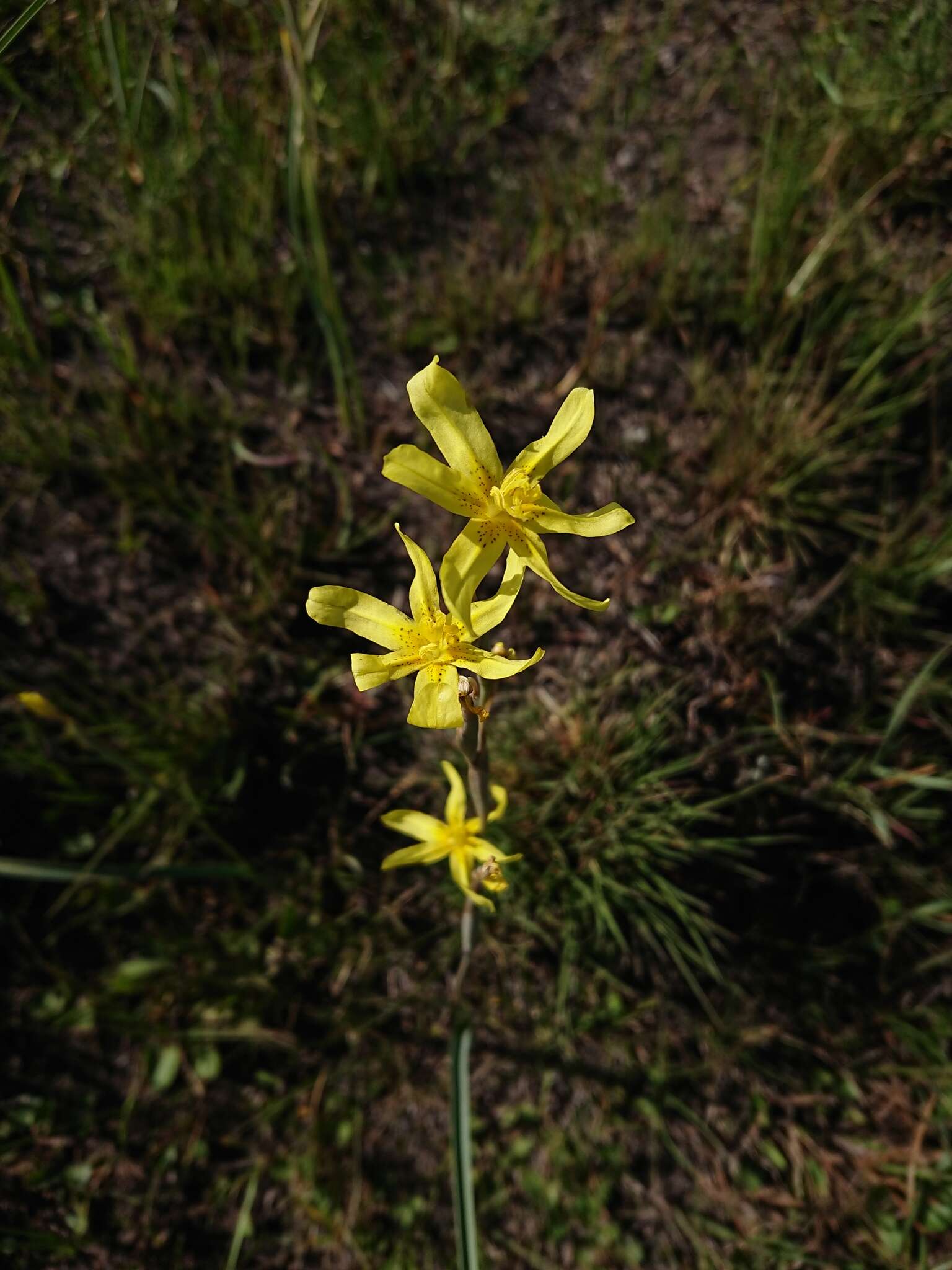 Image of yelow tulip