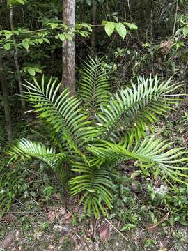 Image of Cycad