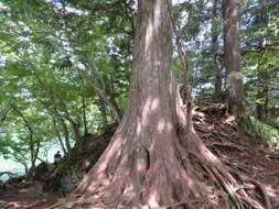Image of Japanese Arbor-vitae