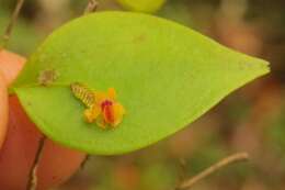 Image of Lepanthes appendiculata Ames