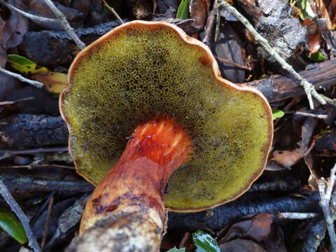 Image of Aureoboletus flaviporus (Earle) Klofac 2010