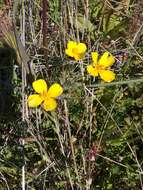 Imagem de Eschscholzia ramosa (Greene) Greene