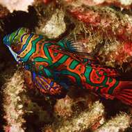 Image of Mandarinfish