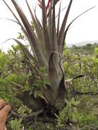 Image of Tillandsia tehuacana I. Ramírez & Carnevali