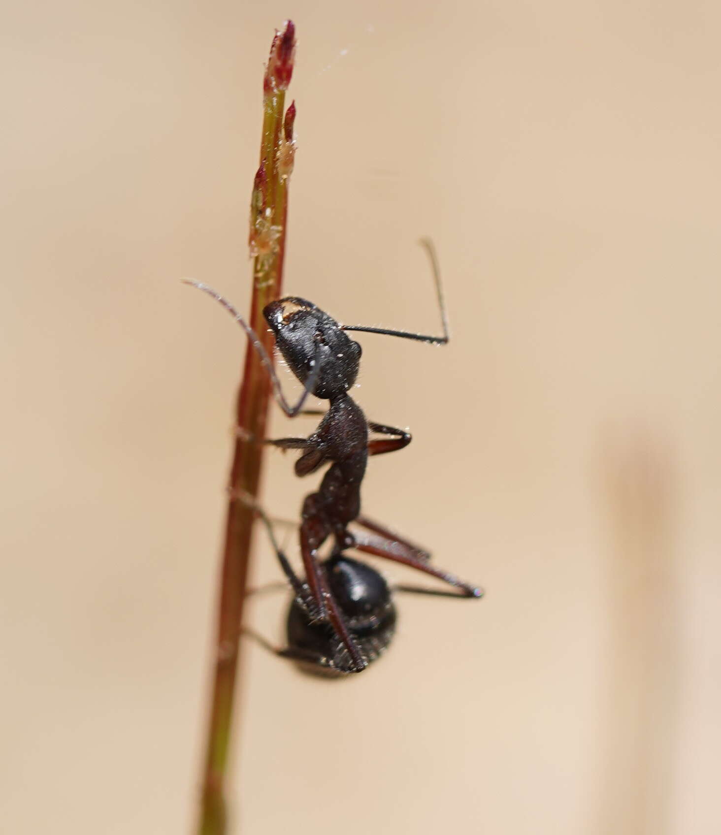 Image of Camponotus intrepidus (Kirby 1819)