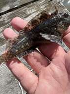 Image of Feather Blenny