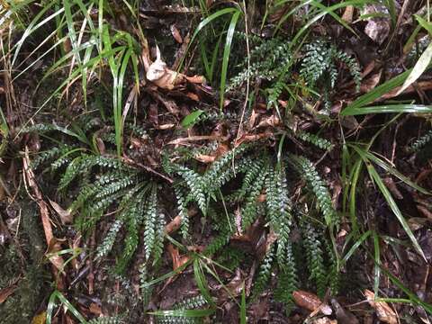 Слика од Austroblechnum membranaceum (Colenso ex Hook.) Gasper & V. A. O. Dittrich