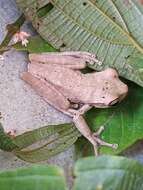 Image of Boana callipleura (Boulenger 1902)