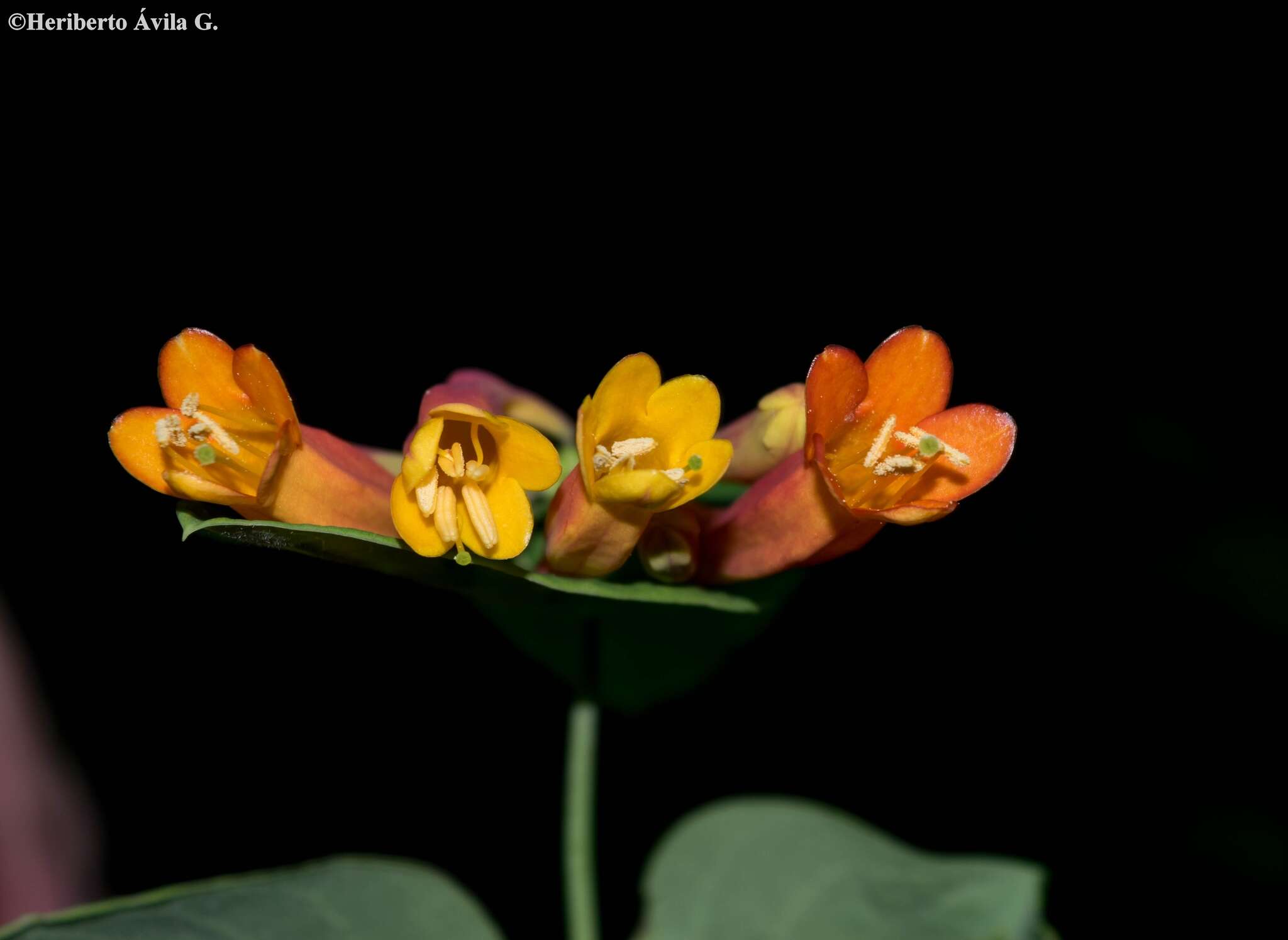 Image of Lonicera pilosa Willd. ex Kunth