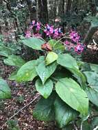 Imagem de Clerodendrum trichotomum Thunb.