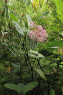 Image of Medinilla speciosa (Reinw. ex Bl.) Bl.