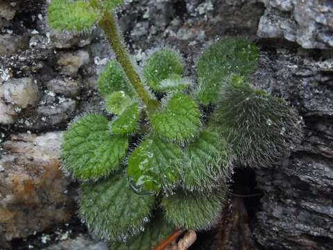 Image de Ourisia remotifolia M. T. Kalin Arroyo