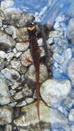 Image of Spectacled Salamander