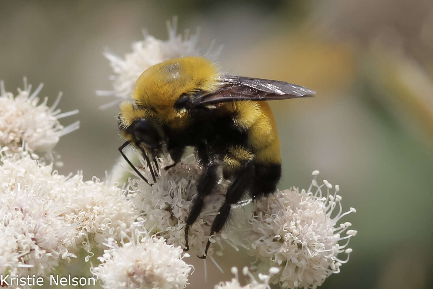 Image de Bombus morrisoni Cresson 1879