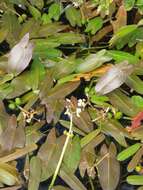 Sagittaria natans Pall. resmi