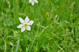 Слика од Narcissus poeticus subsp. radiiflorus (Salisb.) Baker