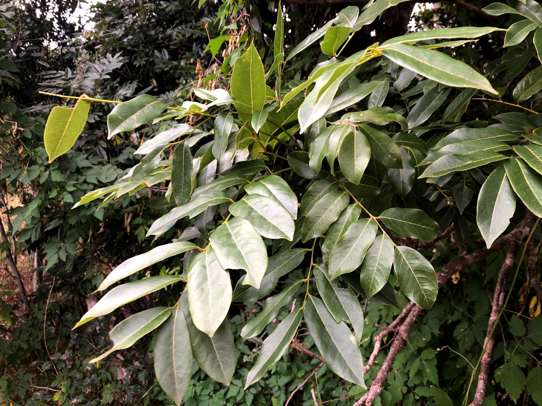 Image de Castanospermum