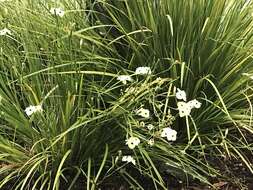 Image of African lily