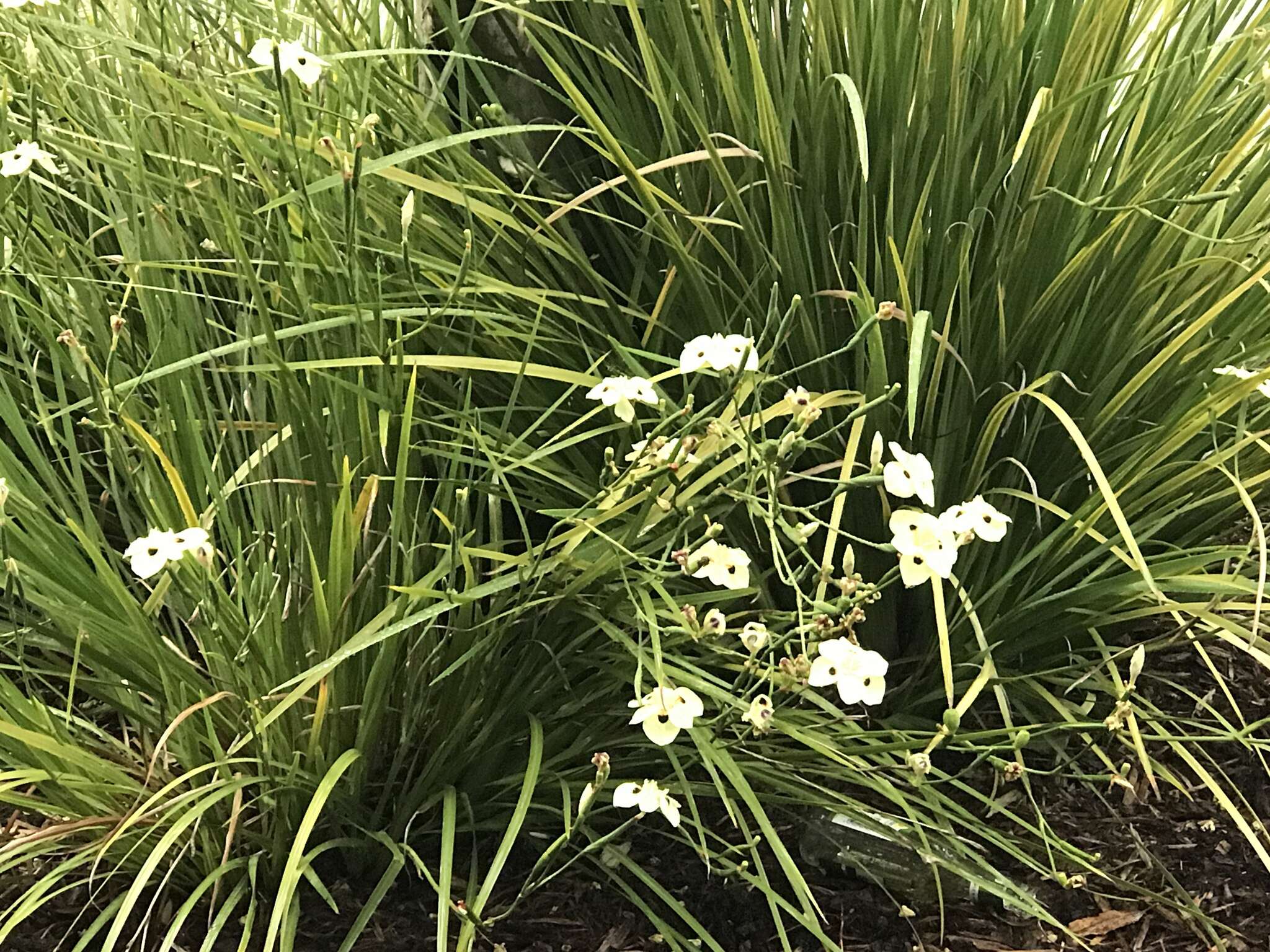 Image of African lily