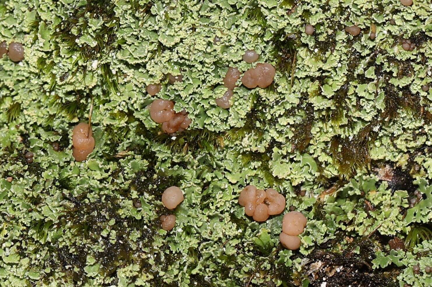 Image of cup lichen