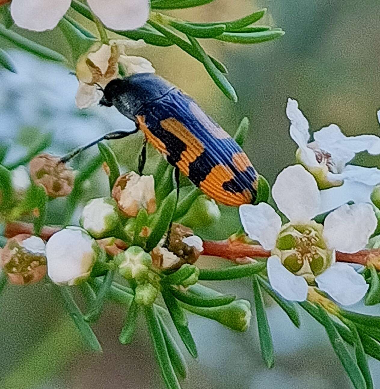 Image of Castiarina anchoralis (Gory & Laporte 1838)