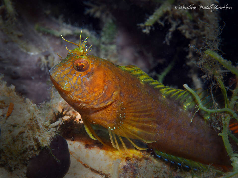 Image of Seaweed Blenny