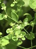 Image of smooth forked nailwort