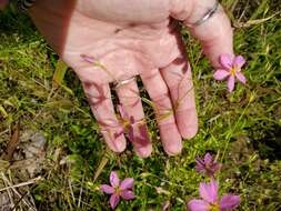 Sabatia brachiata Ell. resmi