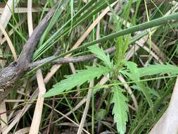 Image of Australian gypsywort