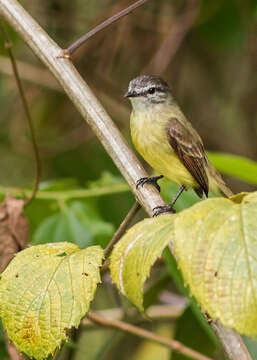 Image of Sooty-headed Tyrannulet