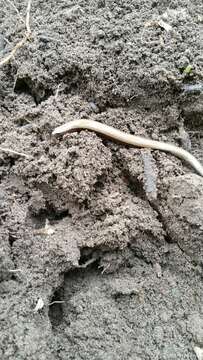 Image of Three-Toed Skinks