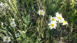 Image of corymbflower tansy