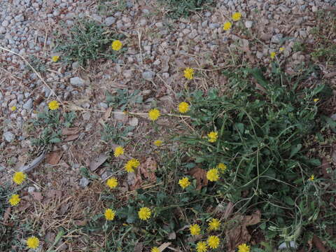 Image of Italian hawksbeard