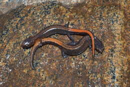 Image of Webster's Salamander