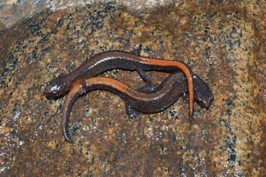 Plancia ëd Plethodon websteri Highton 1979