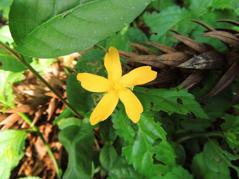 Image of Pavonia flavispina Miq.