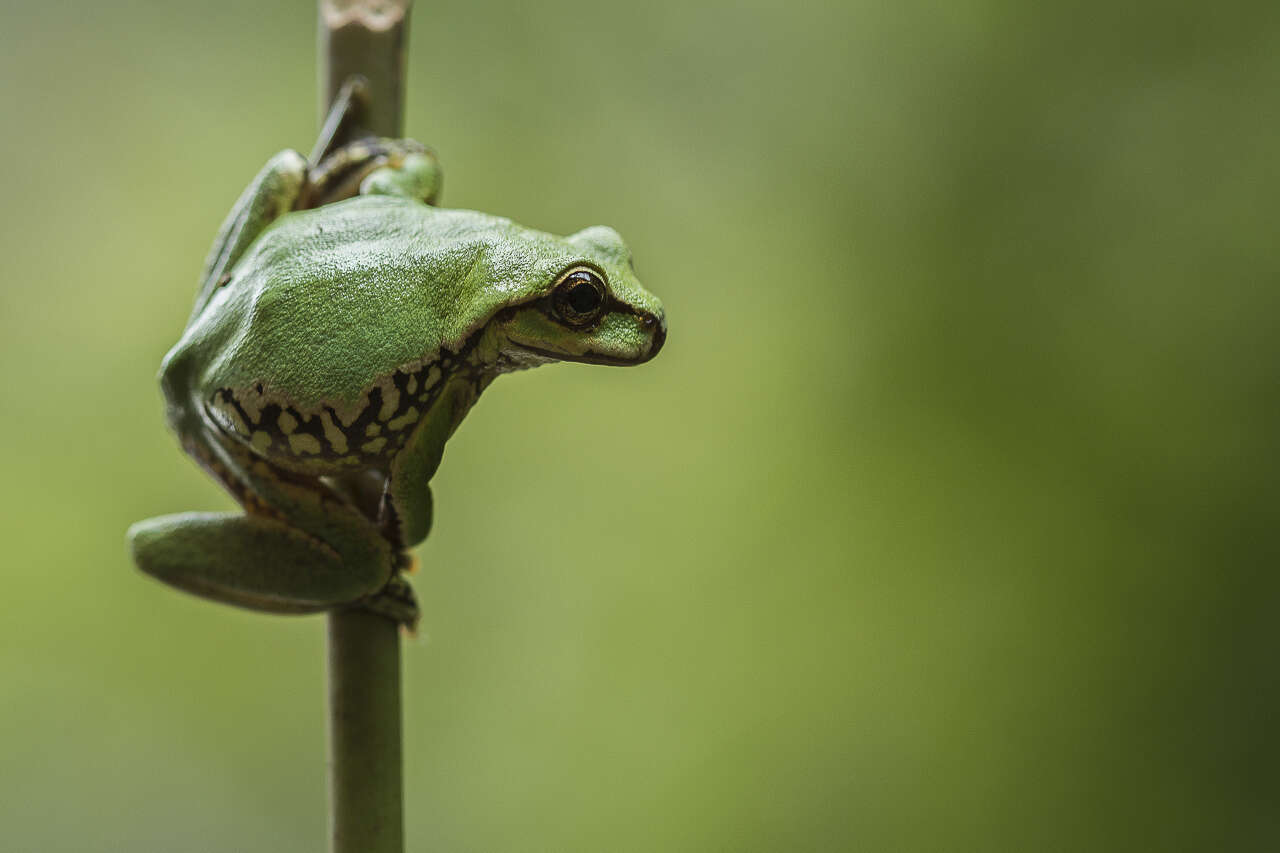 Image of northern streamside tree frog