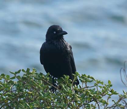 Image of Corvus coronoides coronoides Vigors & Horsfield 1827