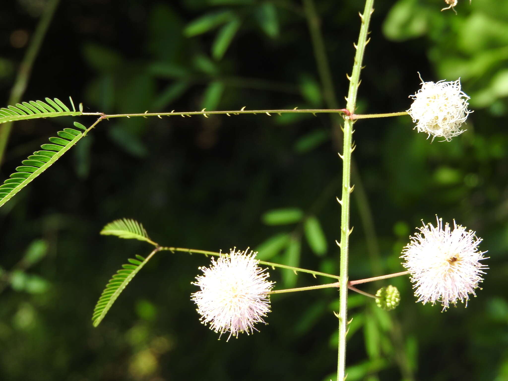 Mimosa quadrivalvis L.的圖片