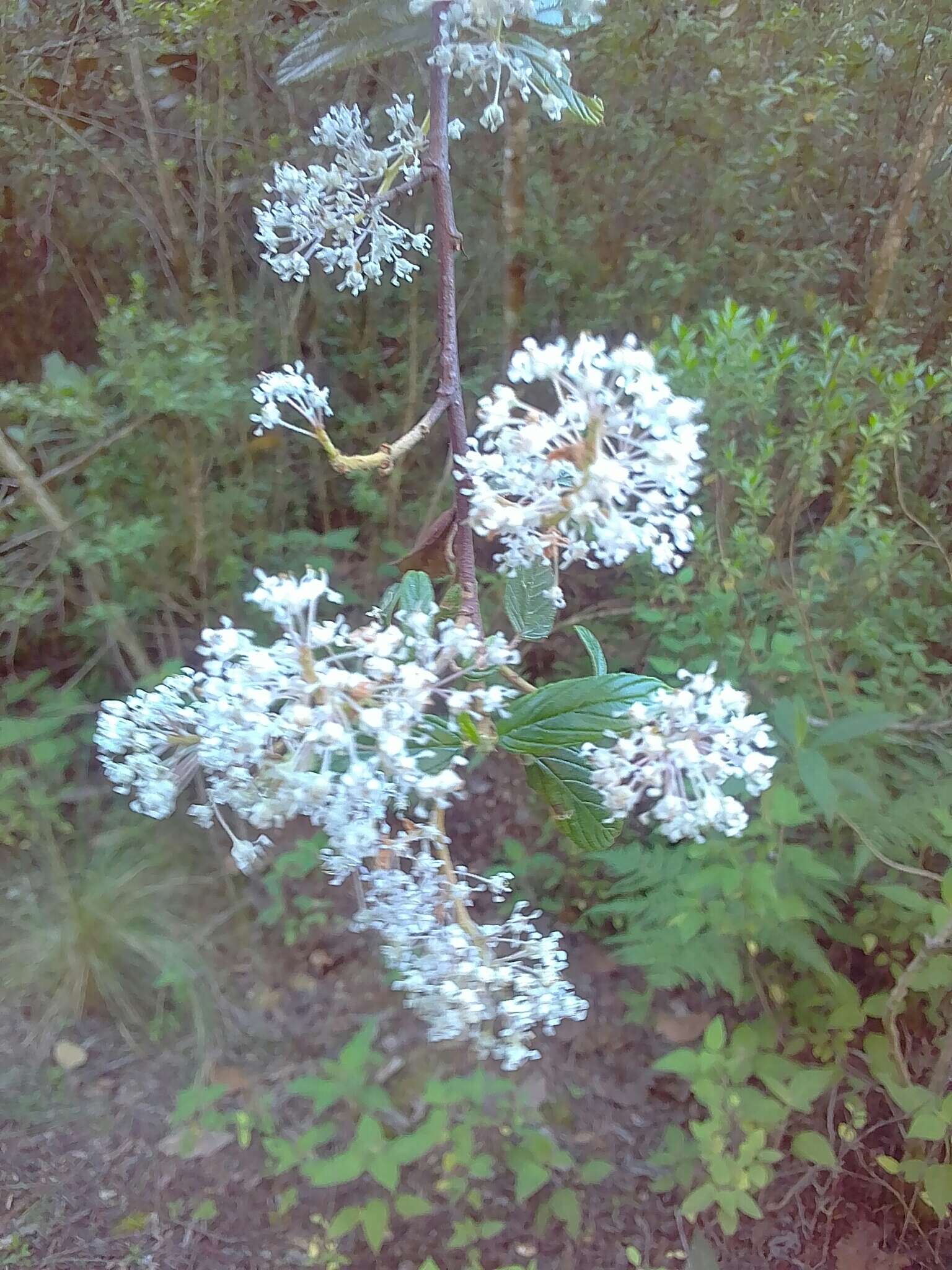 Image of Ceanothus caeruleus Lag.