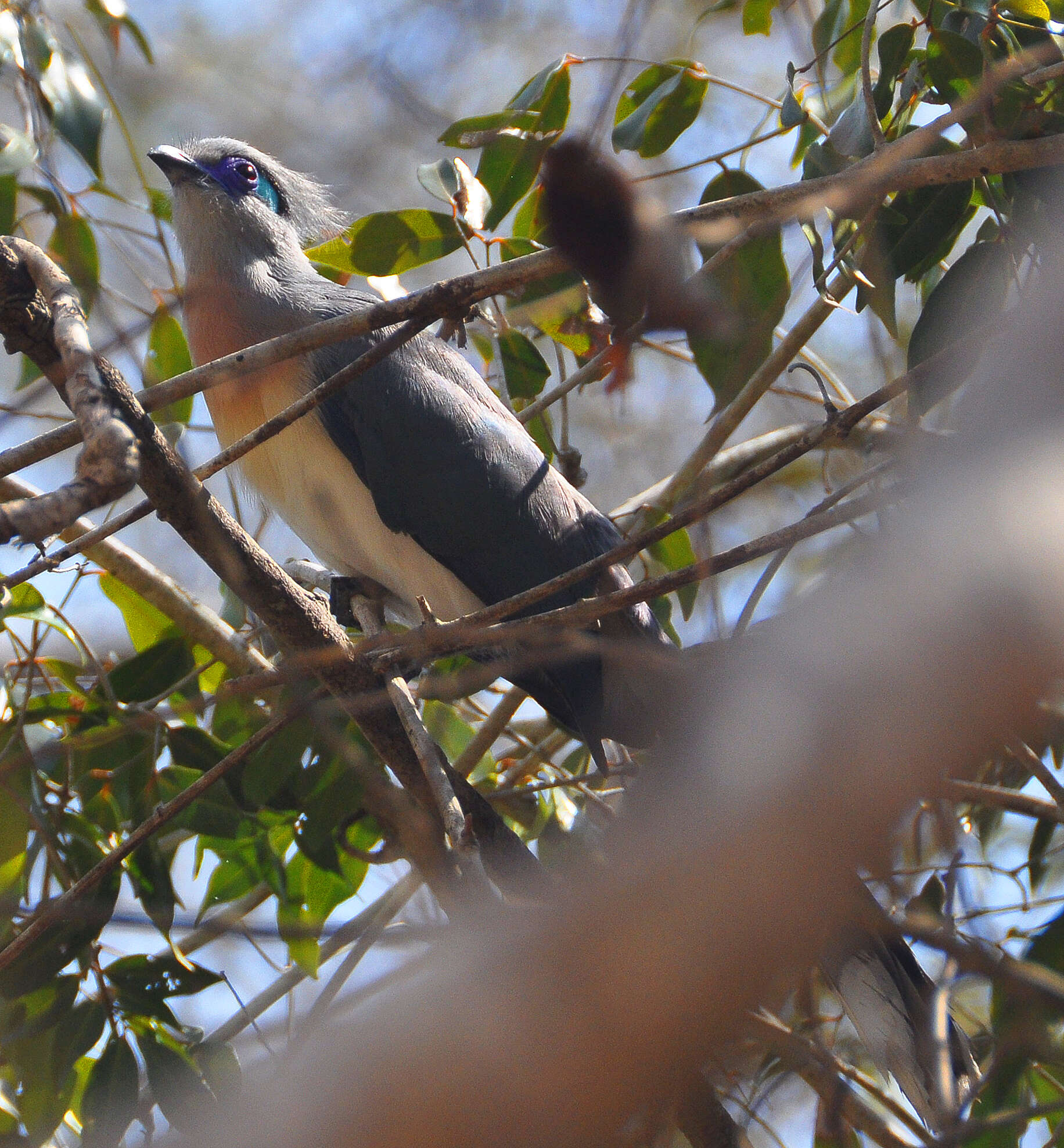 Image of Crested Coua