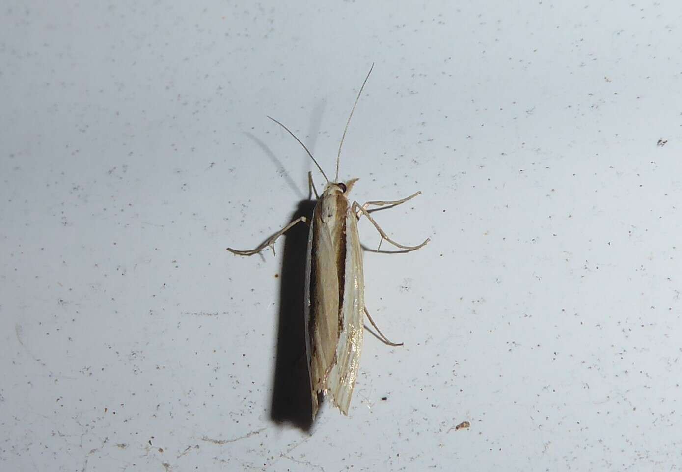 Image of Orocrambus ramosellus Doubleday 1843