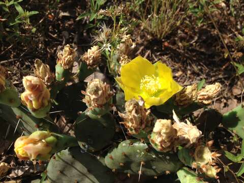 Image of <i>Opuntia nemoralis</i>