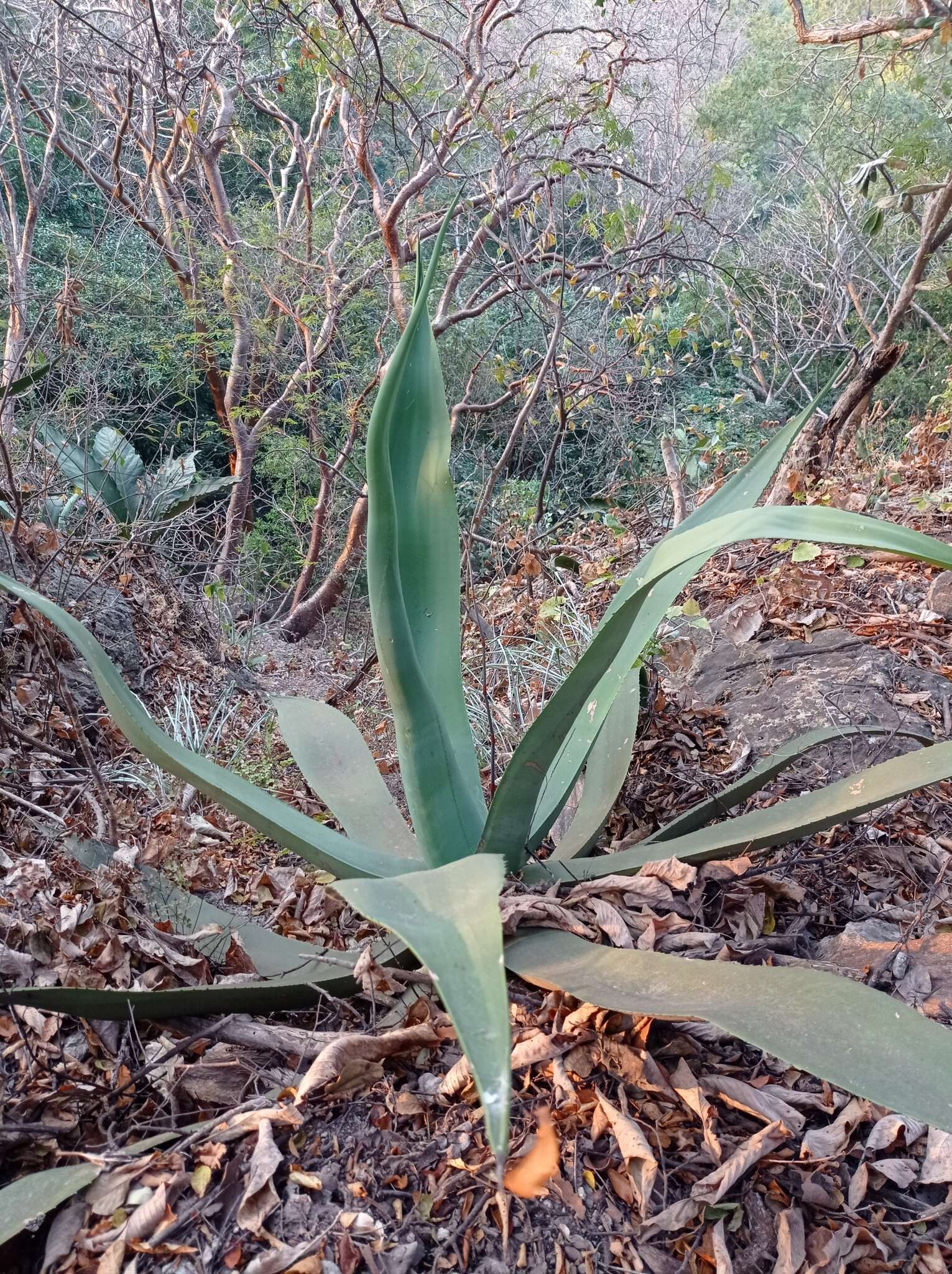 صورة Agave kewensis Jacobi