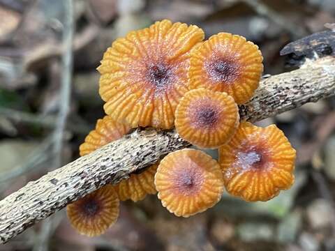 Image of Moniliophthora canescens (Har. Takah.) Kerekes & Desjardin 2009