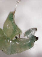 Image of Jumping plant lice